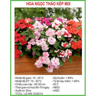 Hạt Giống Mai địa thảo (Ngọc thảo) kép mix 20 Hạt/ Gói