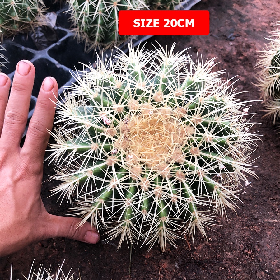 Sale 50% siêu rẻ Xương rồng KIM HỔ Size 10-20cm