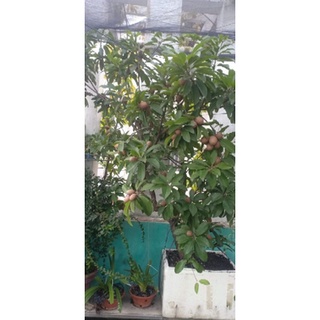 Cây Giống Hồng Xiêm Xoài Trồng Chậu