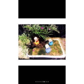cây trường sinh thảo kiểng bon sai