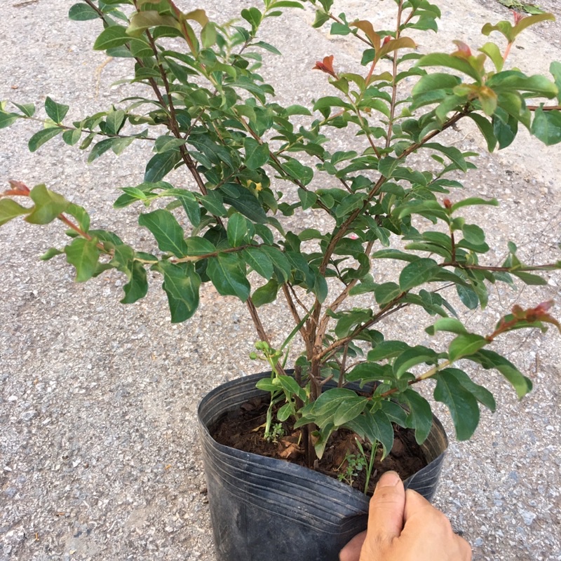 Cây Hoa Tường Vy  Size To Tán Rộng 35cm