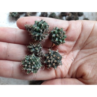 Gim len ươm hạt đường kính 1-2cm