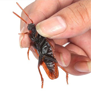 Bộ con gián giả đáng sợ