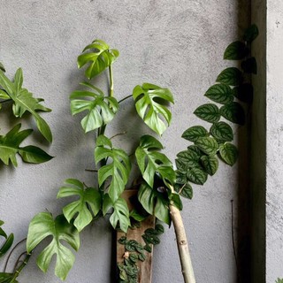 Rhaphidophora Tettra ( Montera mini Thái)
