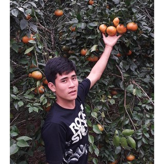 2 CÂY CAM SÀNH HÀM YÊN
