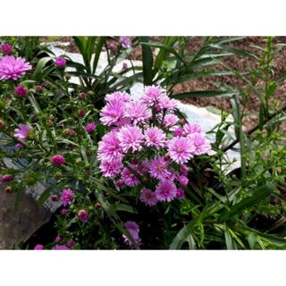 Cây hoa thạch thảo (cúc hoàng anh)- Trang trí sân vườn- Decor-Phong thuỷ-Cây hoa kiểng Đồng Tháp