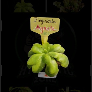 Tổng hợp Cây Cỏ Bơ Của HắcTê Exotic Garden