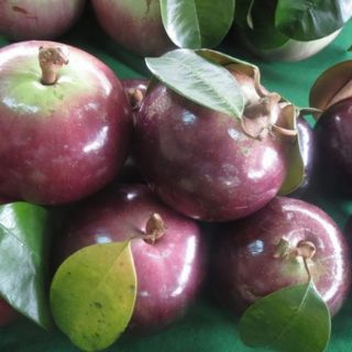 Cây vú sữa lò rèn
