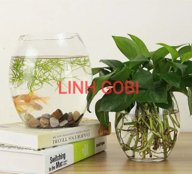 BỂ CÁ THỦY TINH MINI ĐỂ BÀN - BỂ CÁ HÌNH BẦU DỤC