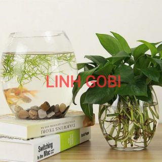 BỂ CÁ THỦY TINH MINI ĐỂ BÀN - BỂ CÁ HÌNH BẦU DỤC