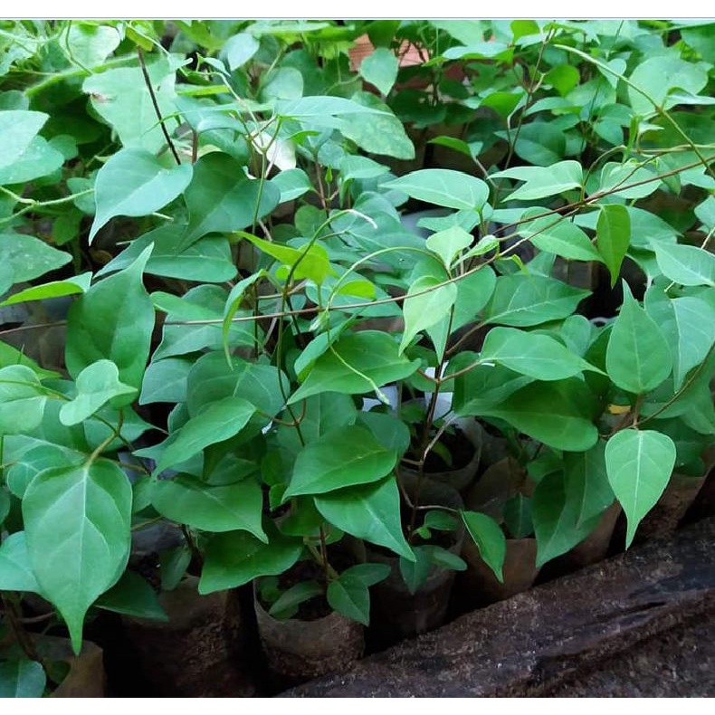 Hạt Giống Lá Giang  CT69 - Gói 10 hạt