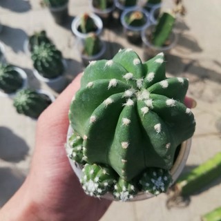 xương rồng khế