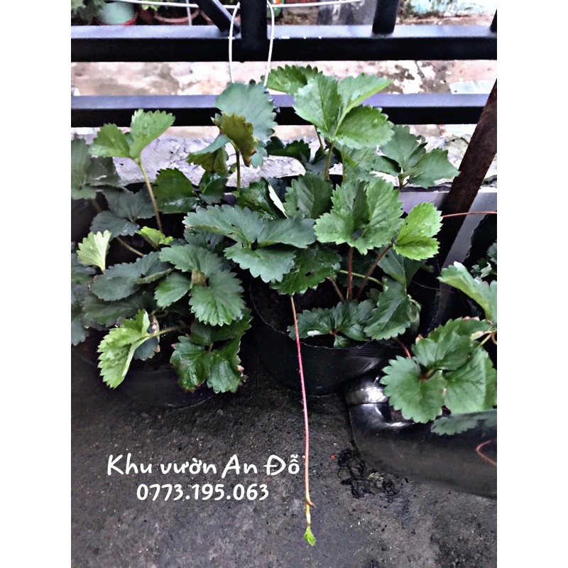 Dâu tây chịu nhiệt ( đỏ)
