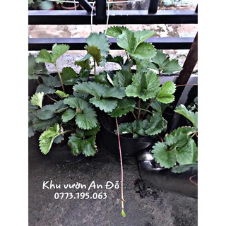 Dâu tây chịu nhiệt