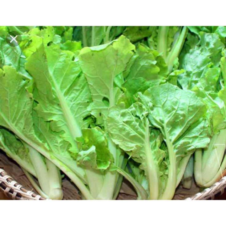 Hạt Giống Cải Bẹ Dún - Gói 10 Gram