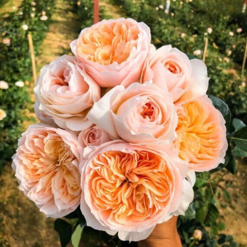 Hoa hồng ngoại rễ trần chọn màu thoải mái