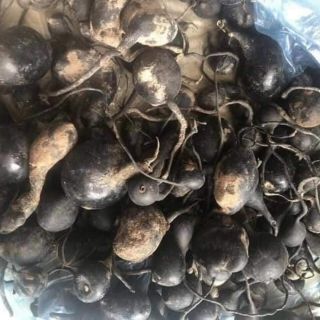 5 lạng sâm ô linh rừng Tây Bắc - hàng loại 1