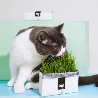 Cỏ mèo tự trồng