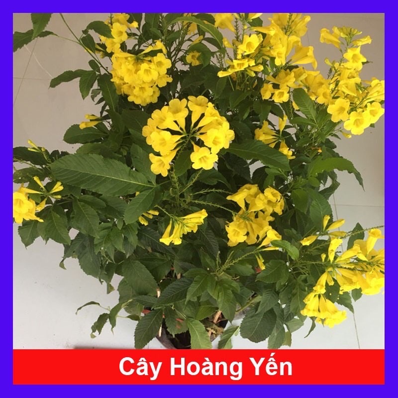 Cây chuông vàng/ cây hoàng Yến