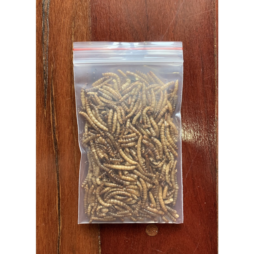 Sâu rang trung cho Hamster, Nhím