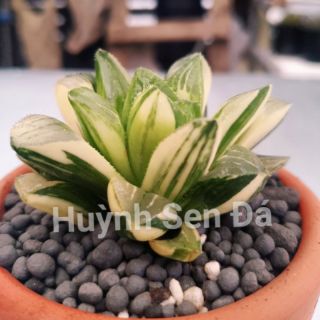 Sen đá guốc var - haworthia retusa variegada