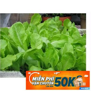 10g Hạt giống Xà lách Baby