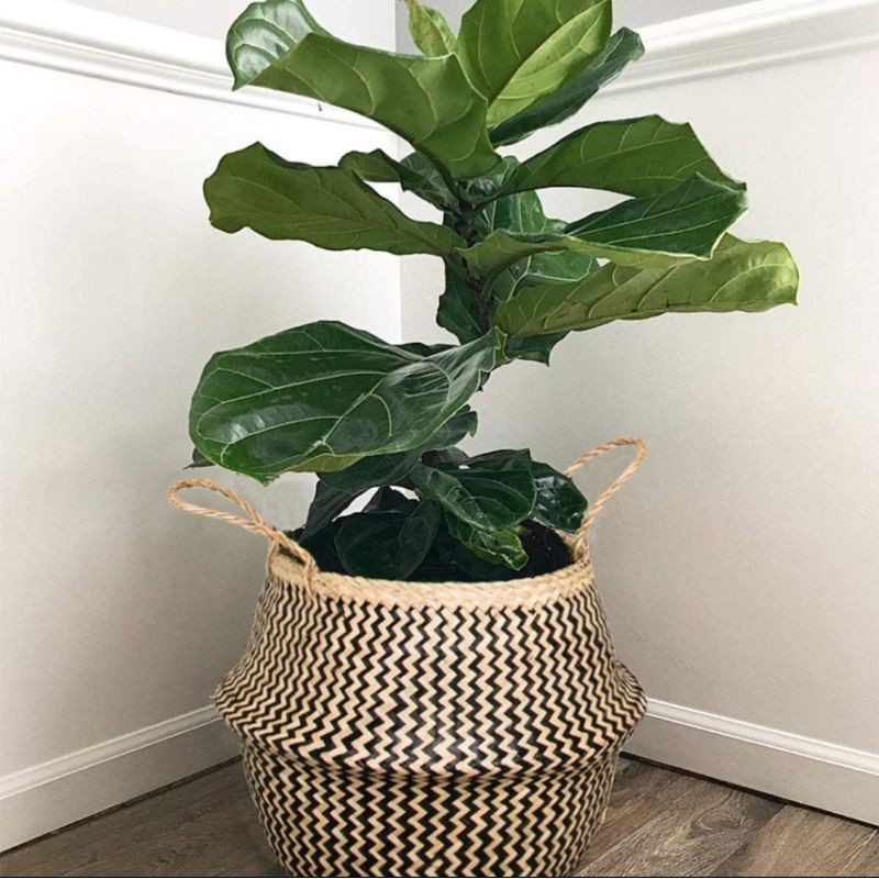 [HÀNG LOẠI 1] - GIỎ CÓI TRỒNG CÂY - Trang Trí Siêu Xinh, Rẻ Vô Địch