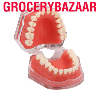 Grocerybazaar Gingiva Model Removable Teeth Soft Oral Demonstrating Dental Practice Teaching Tool