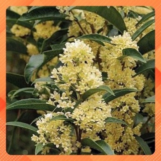Cây giống mộc hương(1 bầu)