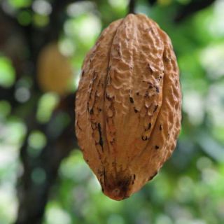 BỘT CA CAO NGUYÊN CHẤT VIỆT NAM