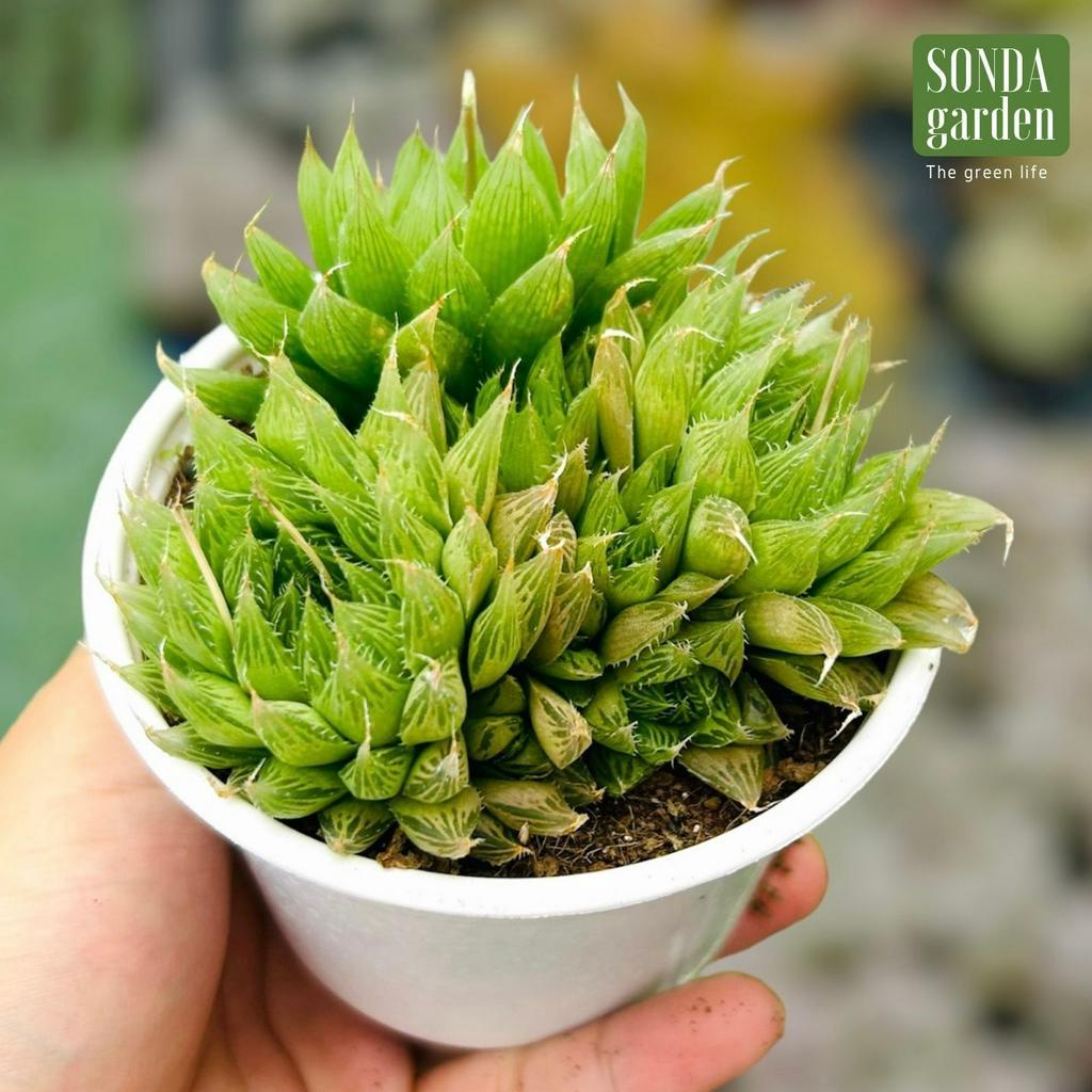 Sen đá dạ quang SONDA GARDEN size trung bình 10-12cm, cây cảnh trang trí nhà cửa, lỗi 1 đổi 1