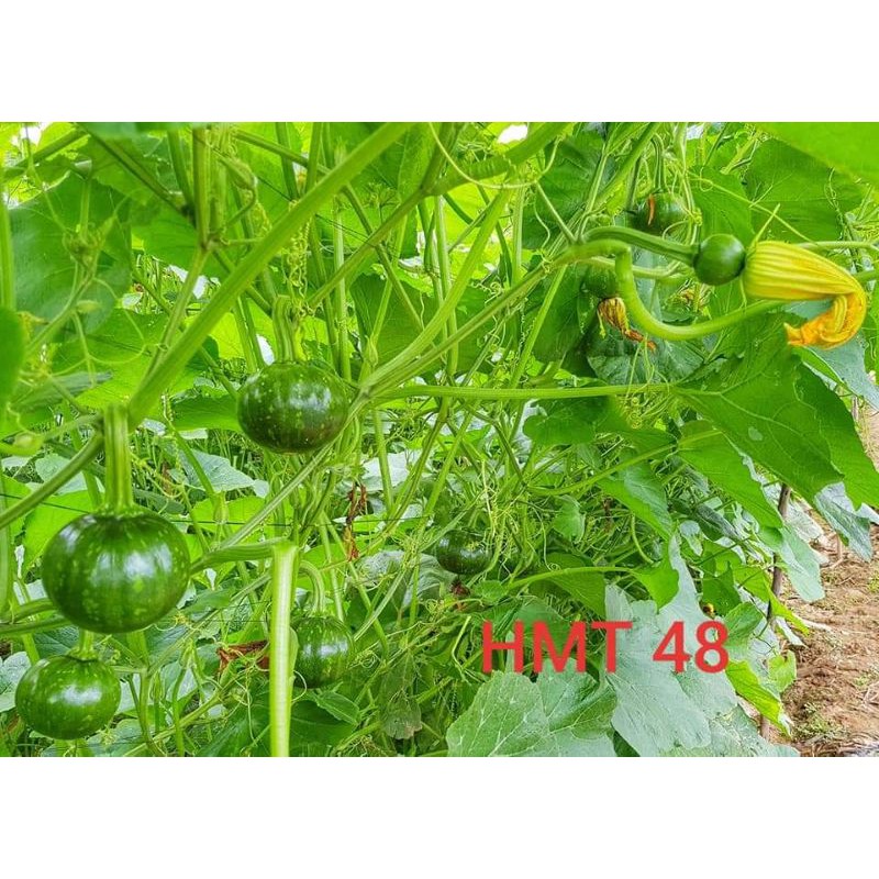 Bí ăn non lai F1 HMT 48
