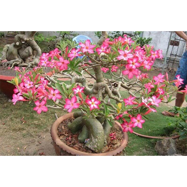 CHẬU SỨ THÁI HOA SẴN 80cm GIÁ GỐC VƯỜN 200k tặng 0.5Ldịch trùn SHIP 30PHÚT KHO QUẬN 11, 7,9,THỦ ĐỨC, PHÚ NHUẬN