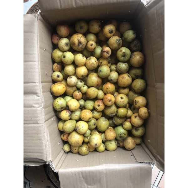 1kg táo mèo tươi chuẩn Tây Bắc