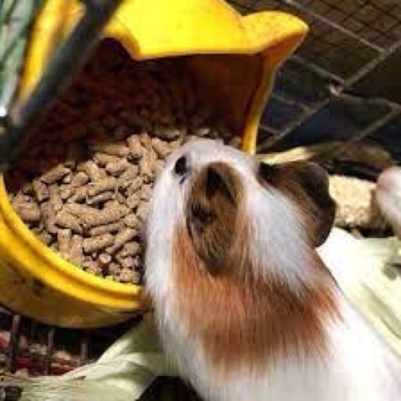 Thức ăn dinh dưỡng cho bọ ú - thỏ gói 500g chất lương cá thơm, thích ăn mua nhiều giảm g