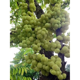 Cây giống chùm ruột chua siêu sớm