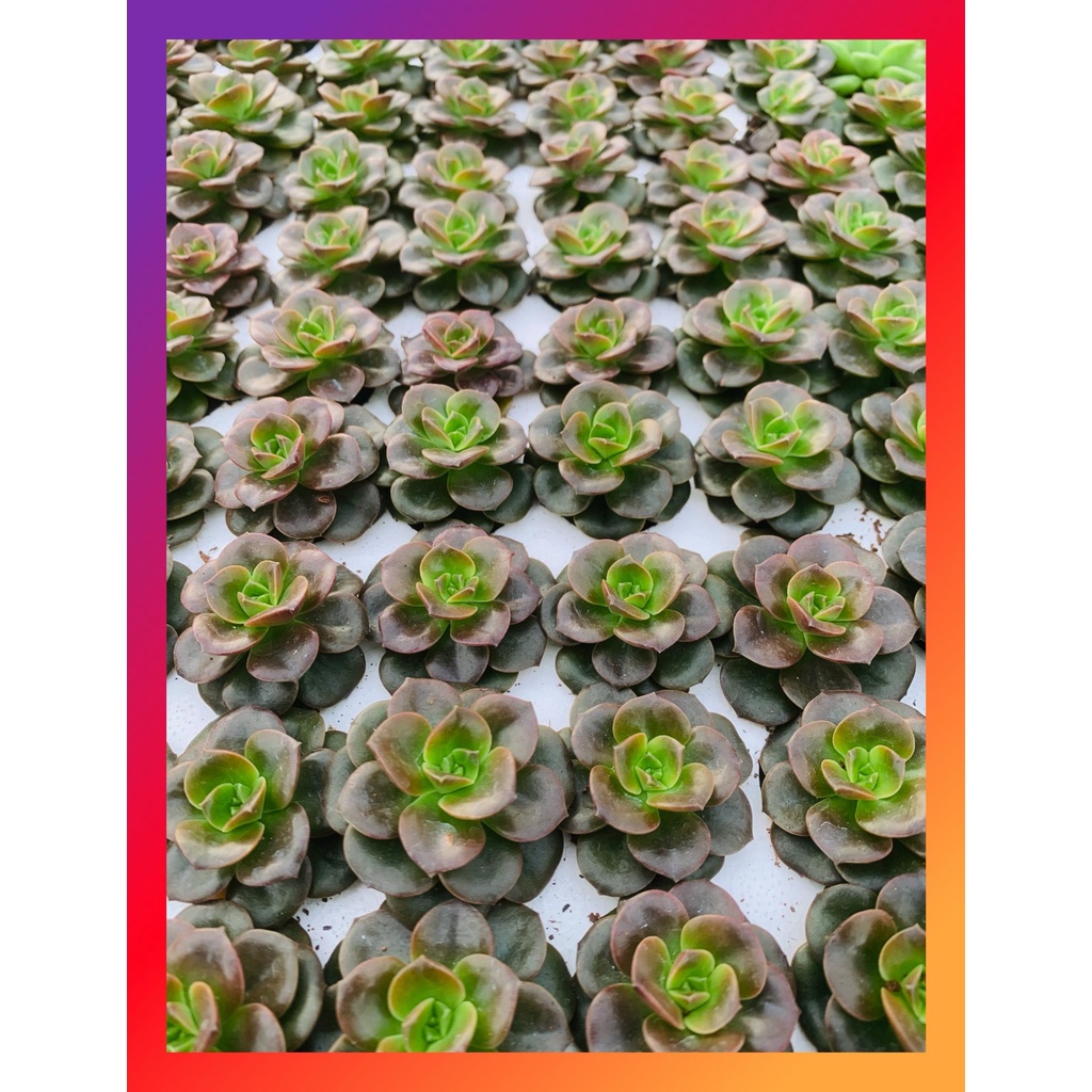 Sen đá nhật nguyệt SONDA GARDEN size mini 2.5-4cm, cây cảnh trang trí nhà cửa, lỗi 1 đổi 1