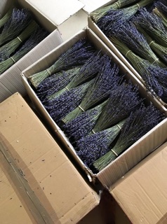 Combo sỉ hoa lavender thỏ ngọc