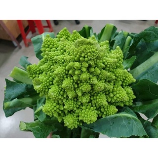 Hạt giống súp lơ san hô