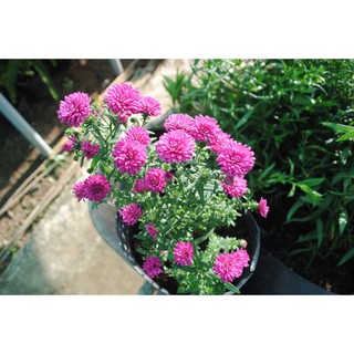 Combo 25 cây giống hoa thạch thảo đỏ/trắng ( hoa đẹp, lâu tàn).