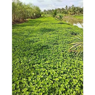 Hạt giống rau má 200 hạt/1 gói