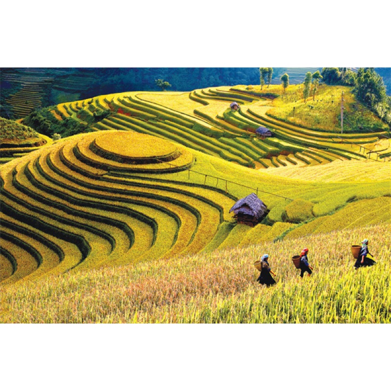 Gạo tím nương người MÔNG 2kg-Đặc sản Yên Bái