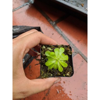 cây pinguicula weser
