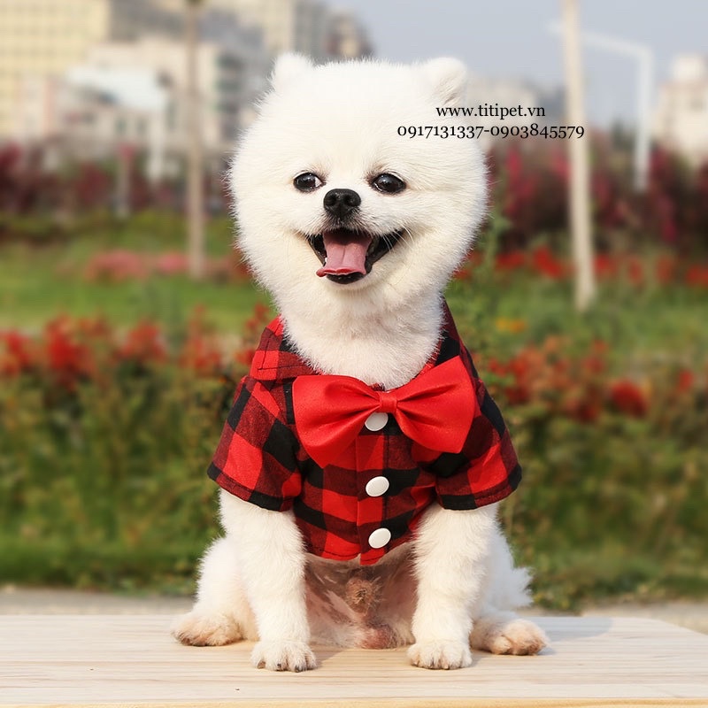Áo Sơ Mi Cho Thú Cưng Siêu Cưng ♥️