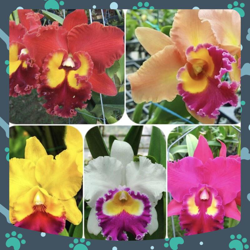 Cattleya 5 màu size trung 2 năm tuổi
