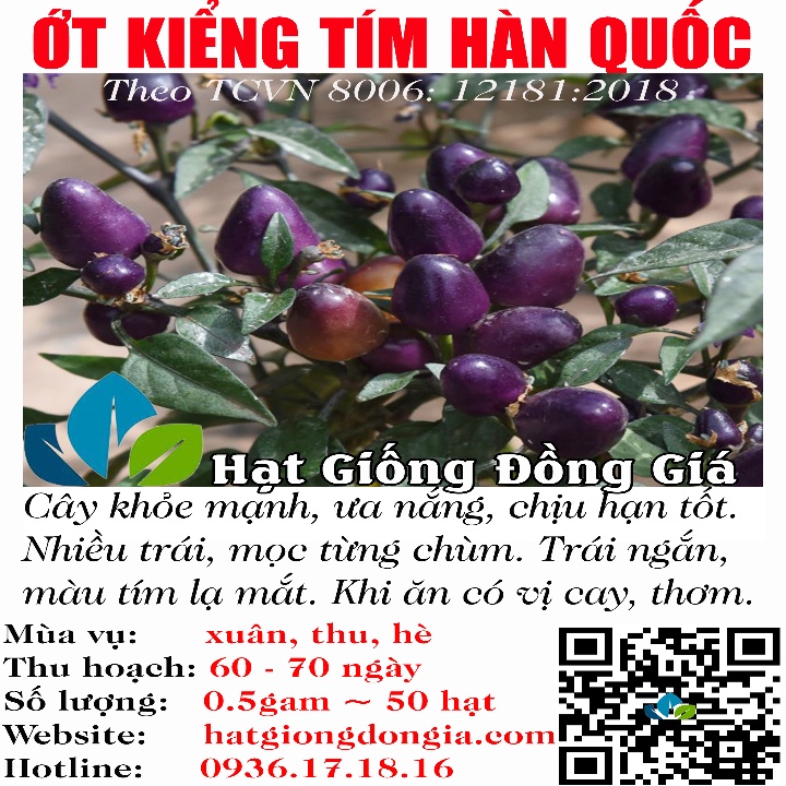 0,5Gram Hạt giống Ớt Ngũ Quả Tím - Ớt Kiểng- Dễ Trồng, Chịu Nhiệt