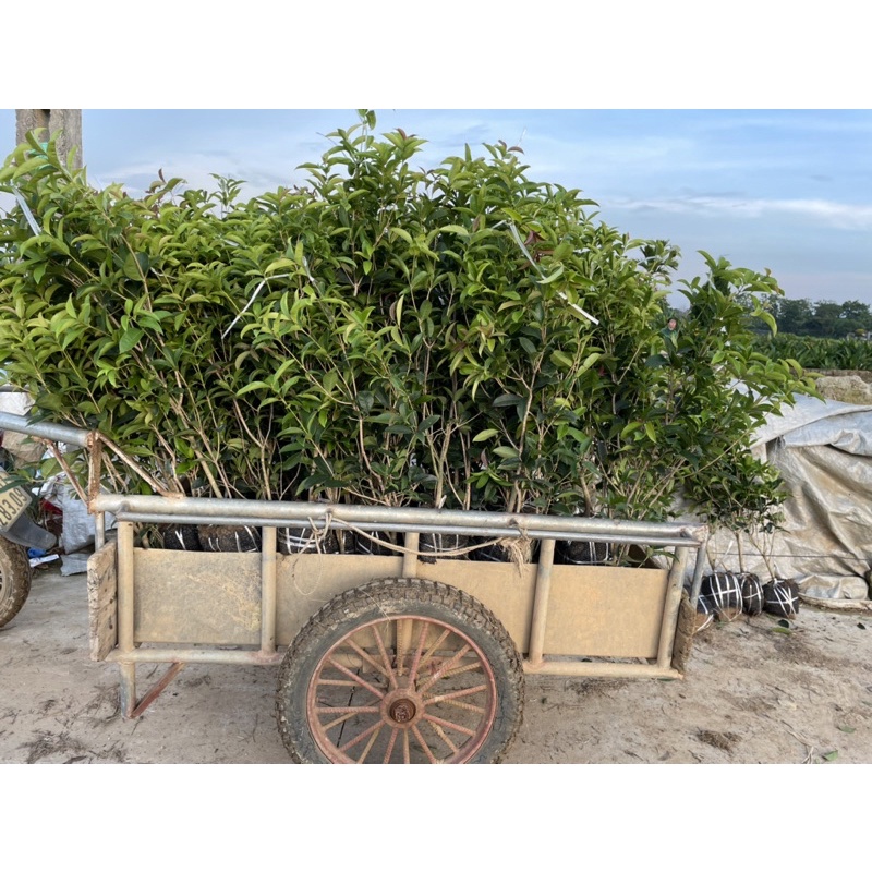 Cây giống mộc hương ta choai xịn đẹp