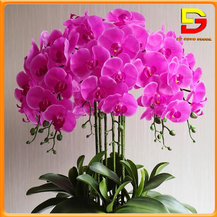 Bình Hoa Lan Hồ Điệp Cao Cấp Chậu Hoa Để Bàn Y Thật Cao 60cm Rộng 46cm Trang Trí Nhà Cửa DG-123