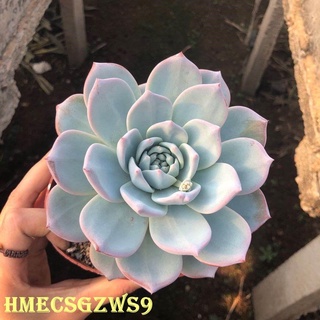 hạt giống sen đá hoa hồng 50h