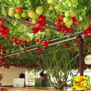 Hạt giống cà chua bạch tuột
